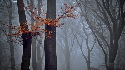 ZAJÍMAVOST: Získá nejstarší buk v Česku označení památný strom? Rozhodne úřad v Litvínově
