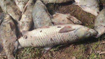FOTO: Stovky ryb uhynuly v nádrži Velká Černoc na Žatecku. Případ vyšetřuje policie