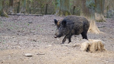 Na Karlovarsku byl po více než dvou letech zjištěn výskyt nebezpečného parazita u divočáka dovezeného z Polska