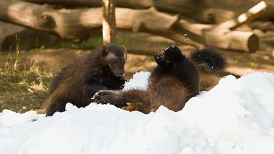 V sobotu budou řádit na sněhu. Kdo? Přece rosomáci v chomutovském zooparku