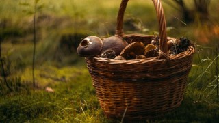 Ilustrační foto: Pixabay / CC0