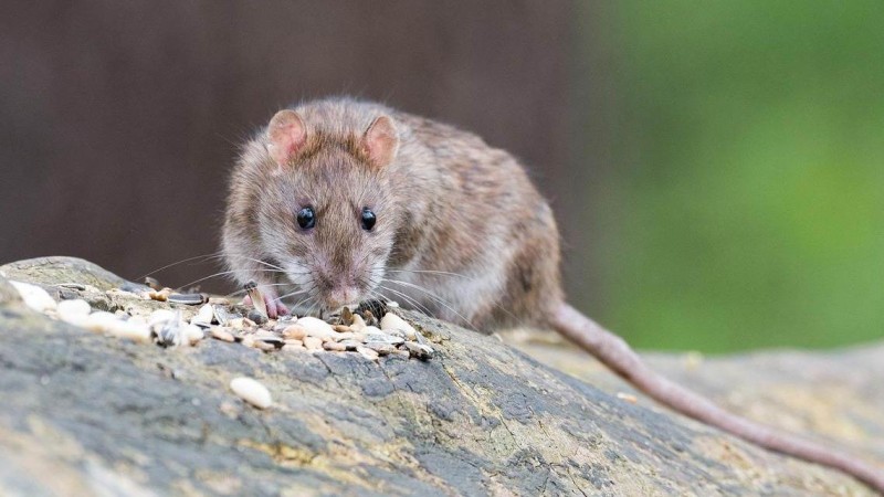 Ilustrační foto: Pixabay / CC0