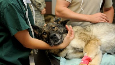 Kraj řeší s odborníky nedostatek veterinářů