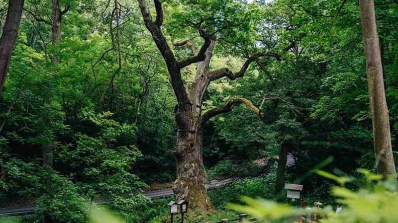 Oldřichův dub vyhrál celostátní anketu Strom roku. Foto: web Strom roku