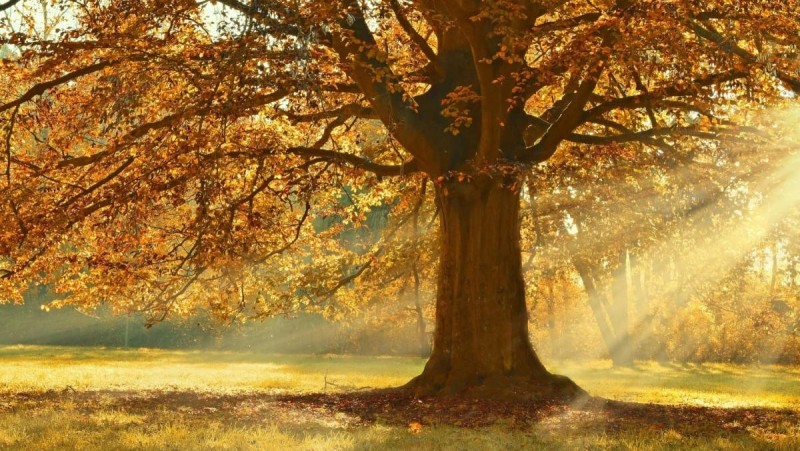 Pondělní dopoledne připomínalo spíš slunečný brzký podzim než předvánoční čas. Pokazila to až odpolední mlha. Foto: Pixabay/CC0