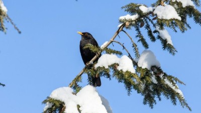 Rekordn&iacute; Ptač&iacute; hodinky se z&uacute;častnilo t&eacute;měř 40 tis&iacute;c lid&iacute;. Kosům se dař&iacute;, zvonci naopak miz&iacute;