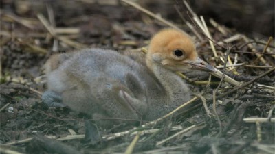 Zoo v Děčíně hlásí nový přírůstek! Jeřábi panenští se úzkostlivě starají o jedno mládě