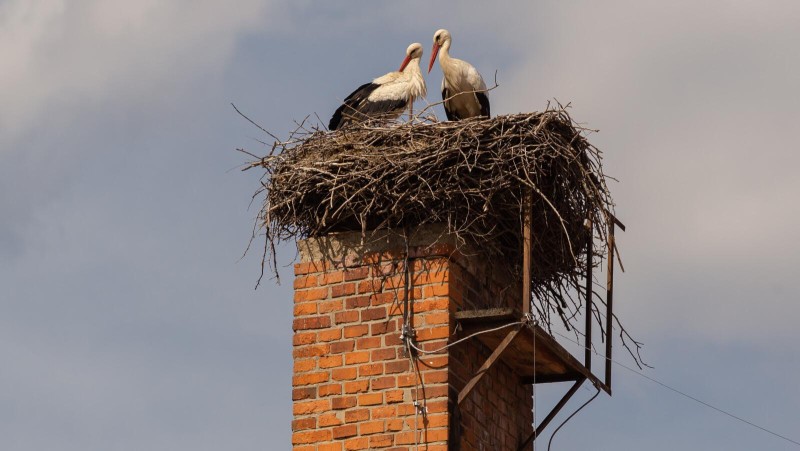 Pár čápů bílých na hnízdě postaveném na komíně. Foto: Ludmila Korešová