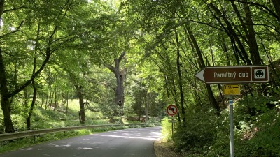 Oldřichův dub v Peruci patří mezi nejznámější stromy v Čechách, dokonce je zapsán na seznamu nejvýznamnějších stromů UNESCO