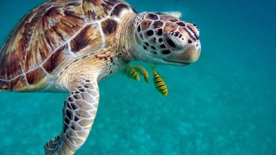 Pondělí bude v děčínské zoo patřit želvám. Dnes je totiž Světový den želv