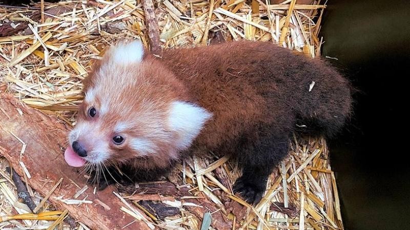 Malá panda by se veřejnosti mohla ukázat během tohoto měsíce. Foto: Zoopark / Miroslav Brtnický