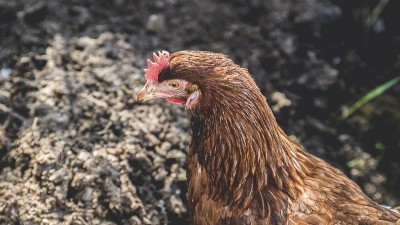 Uhynulá slepice ve škarpě v sousedním okrese měla ptačí chřipku