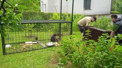 VIDEO: Zoolog dostal nejhezčí dárek k narozeninám. I poslední uprchlík je doma!