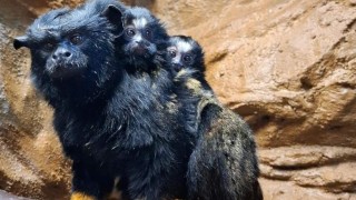 Foto: Zoo Děčín