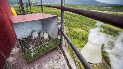 Jak se vám líbí? Snímek sokolích mláďat z litvínovské chemičky uspěl ve fotografické soutěži