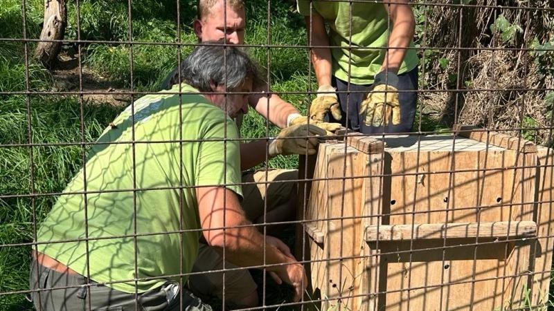 Dravci jsou z voliér již přestěhovaní do zázemí. Foto: Zoopark / Věra Fryčová