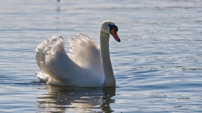 V okol&iacute; Loun byla potvrzena ptač&iacute; chřipka