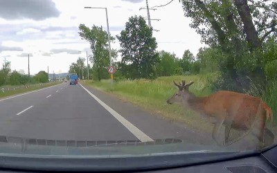 VIDEO: Ranní nehoda u chemičky! Z trávy náhle vyskočil jelen rovnou do auta