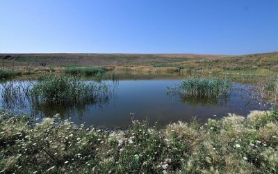 Nové biotopy na rekultivacích uhelného lomu nabízí domov drobným živočichům a jsou důležitým zdrojem vody