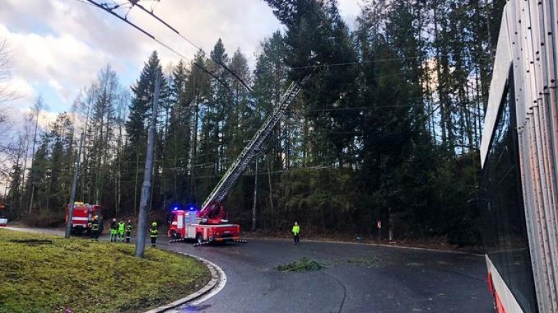 Spadlý strom v Ústí nad Labem. Foto: HZS Ústeckého kraje