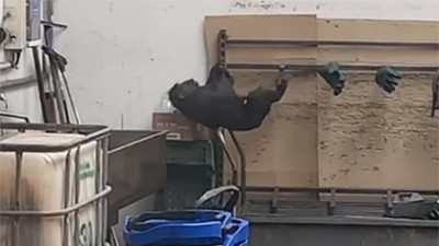 VIDEO: Makak se vydal na výlet mimo brány zoo. Jeho odchyt zachytili na kameru