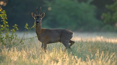 Pozor na silnic&iacute;ch: Riziko nehod se zvěř&iacute; roste, mlad&eacute; kusy hledaj&iacute; nov&aacute; teritoria