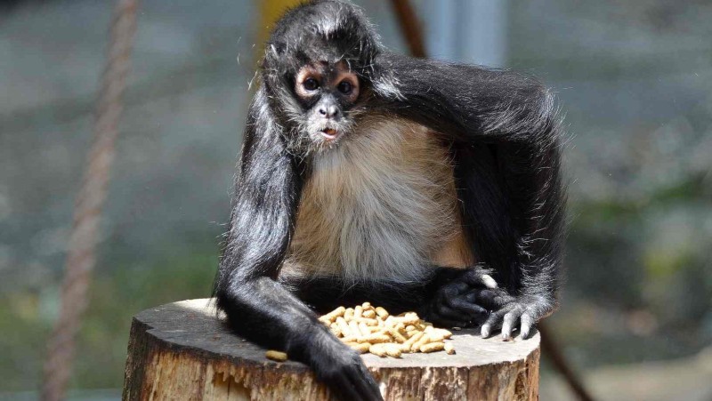 Mládě chápana středoamerického mexického.Foto: Zoo Děčín