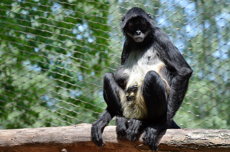 Mládě chápana středoamerického mexického. Foto: Zoo Děčín