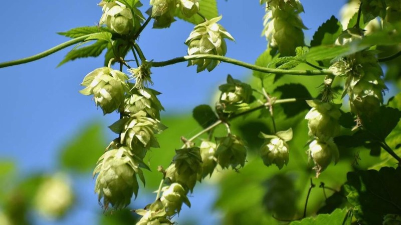 Ilustračn&iacute; foto: Pixabay / CC0