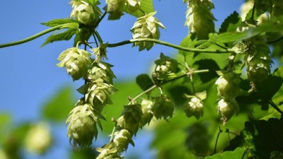 Týden v Žatci: Chmelové stopy, procházka po hřbitově, opera i činohra v divadle