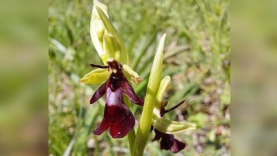 CHYSTÁ SE: Lounské muzeum připravuje výstavu Za orchidejemi Českého středohoří