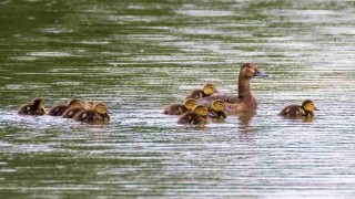 Samice poláka velkého vodící svá asi desetidenní mláďata – pohled na našich vodách stále vzácnější. Foto: Jan Grünwald