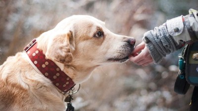 Majitelé psů můžou svým mazlíčkům v Lounech koupit známku s QR kódem