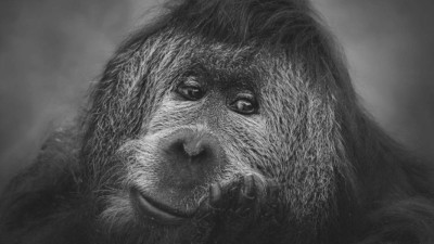 Smutná zpráva ze zoo: Zemřel orangutan Ferda, byl nejstarším samcem v Evropě