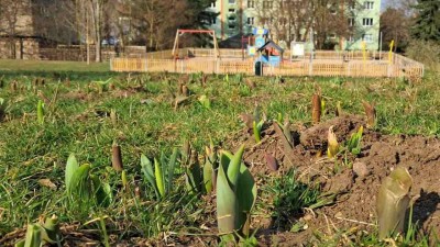 Nov&aacute; květinov&aacute; v&yacute;sadba pod ulic&iacute; N&aacute;kladn&iacute; se probouz&iacute;, radnice pros&iacute; o ohleduplnost