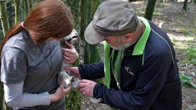 FOTO: Chovatelé z děčínské zoo zjišťovali pohlaví dalších mláďat kopytníků. Přáli jsme si samičky, říkají