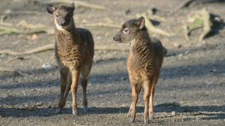 Děč&iacute;nsk&aacute; zoo se může pochlubit dvojčaty ohrožen&yacute;ch jelenů sambarů skvrnit&yacute;ch. Foto: Zoo Děč&iacute;n