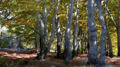 Bude Krušnohoří nejmladší chráněnou krajinnou oblastí? Litvínov a Jiřetín chtějí i zápis do seznamu UNESCO