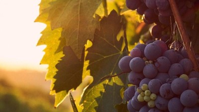 CHYSTÁ SE: Perseidy nad vinicemi, to je večer vína a hvězd ve Stranné!