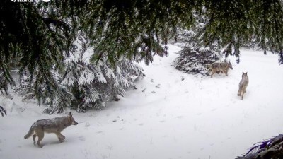 VIDEO: Krušnohorský vlk: vědci potvrdili úspěšný návrat šelmy do místních lesů