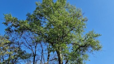 Louny ošetří více než dva tisíce dřevin v areálech škol a parků