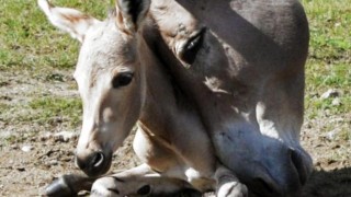 Malá právě narozená klisna osla somálského. 2x zdroj foto: Zoo Ústí nad Labem