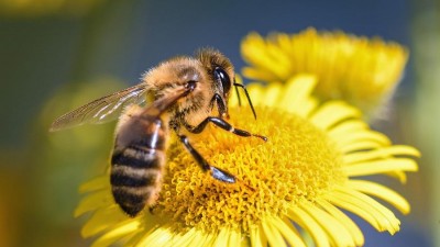 Rekultivace jsou pro včely ideálním místem. &Uacut