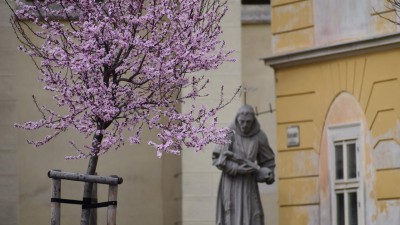 Týden v Žatci: Přednášky, vernisáž v muzeu, letecká akrobacie na Macerce