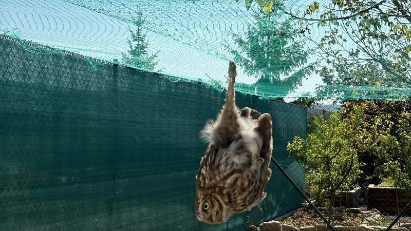 Samici sýčka zamotaná v síti. Foto: Pavla Sadílková
