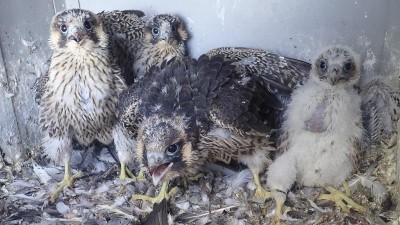 Fotopasti ALKA Wildlife, o. p. s., které byly pořízeny z finančních prostředků od Nadace ČEZ v rámci grantu Podpora regionů.
