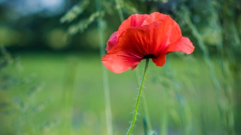 Ilustrační foto: Pixabay / CC0