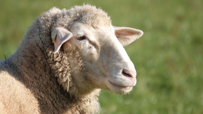 Veterináři vydali opatření k zamezení katarální horečky ovcí. Platí pro celý kraj