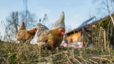 Veterináři zrušili mimořádná opatření omezující venkovní chov drůbeže