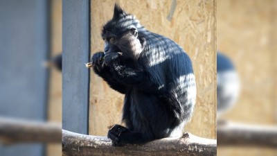 Smutná zpráva ze zoo: V Děčíně uhynula nejstarší mangabejka světa Bábinka
